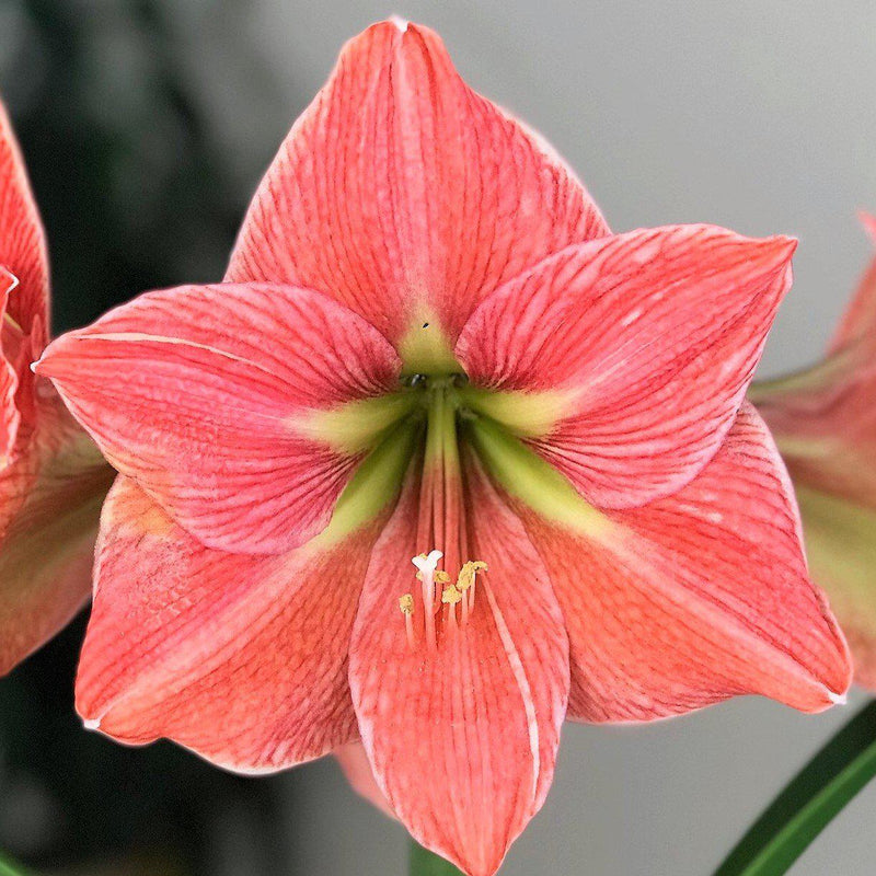 Amaryllis Exotica