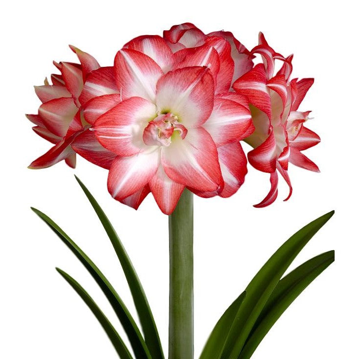 Amaryllis Flaming Peacock