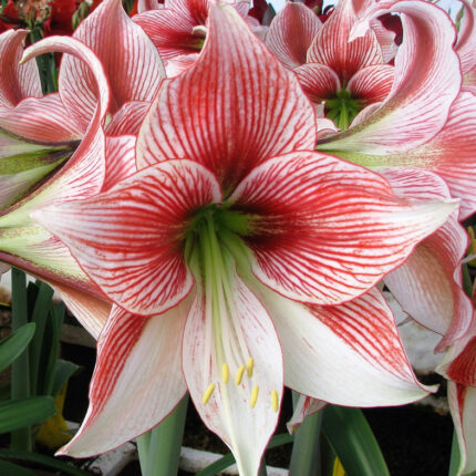 Amaryllis Glee (5 Pack)