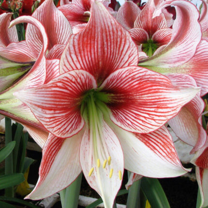 Amaryllis Glee