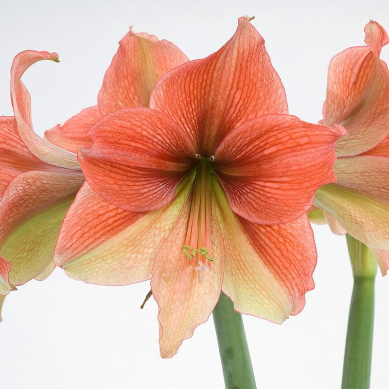 Amaryllis Half & Half