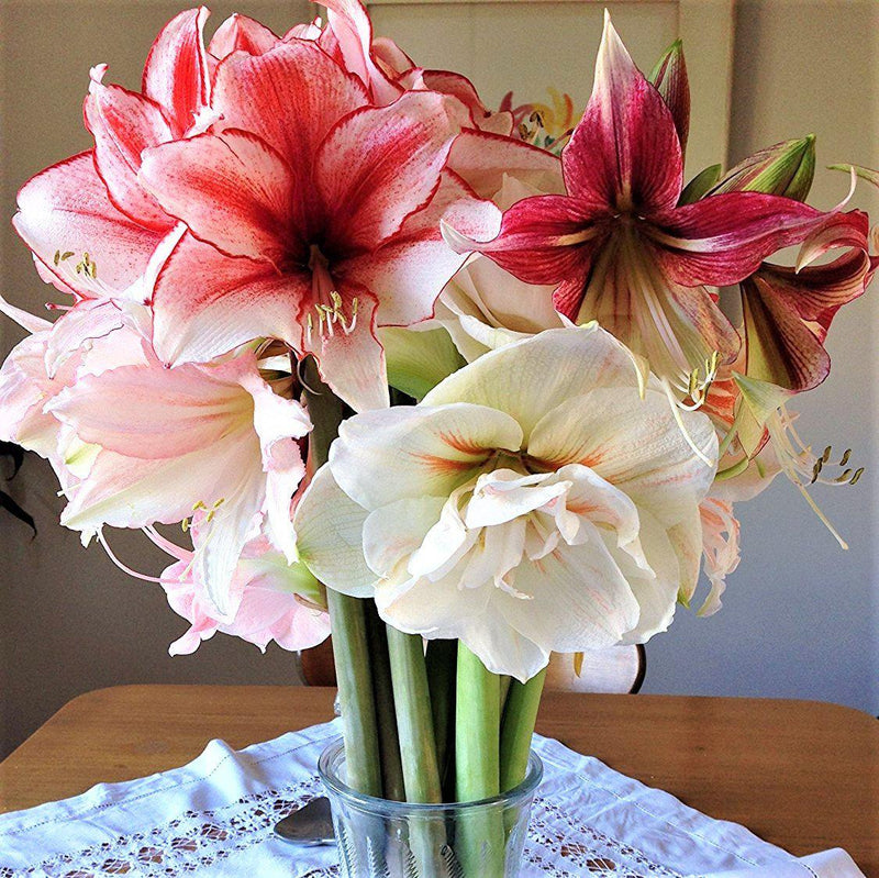 Amaryllis Magic Medley Mix Trio