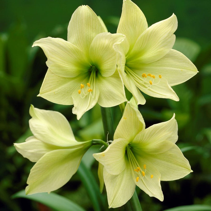 Amaryllis Lemon Lime