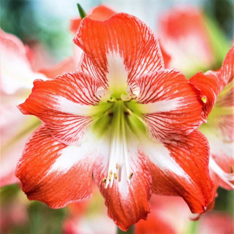 Amaryllis Minerva