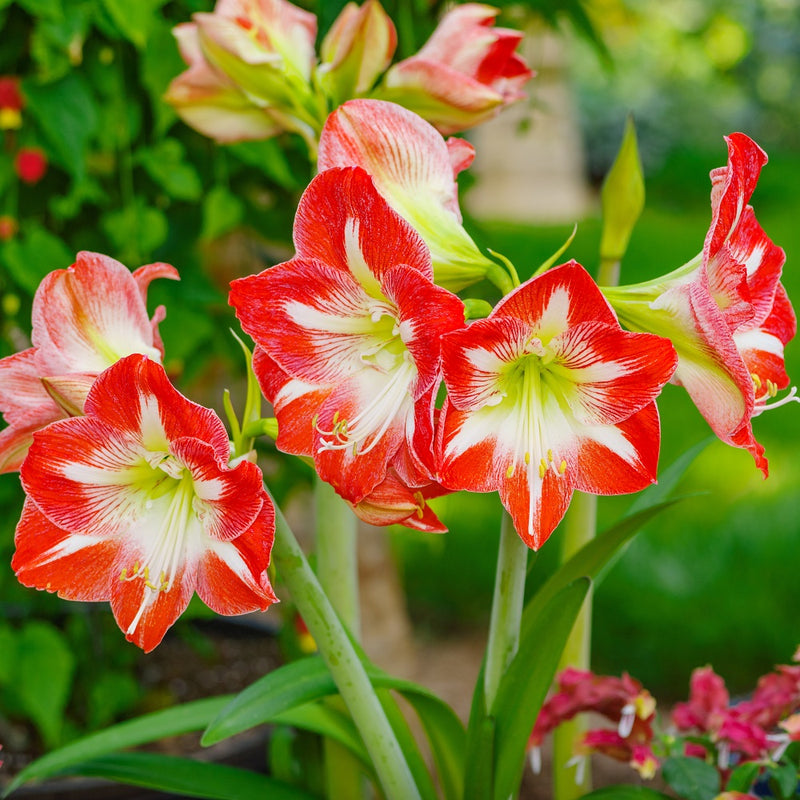 Amaryllis Minerva (5 Pack)