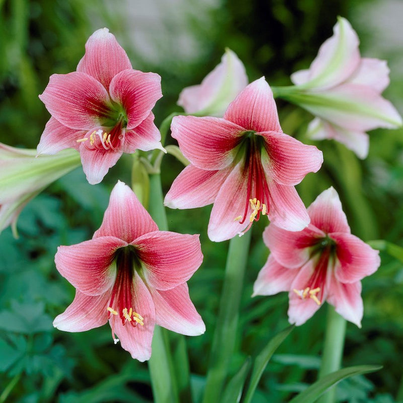 Amaryllis Misty (Fragrant)