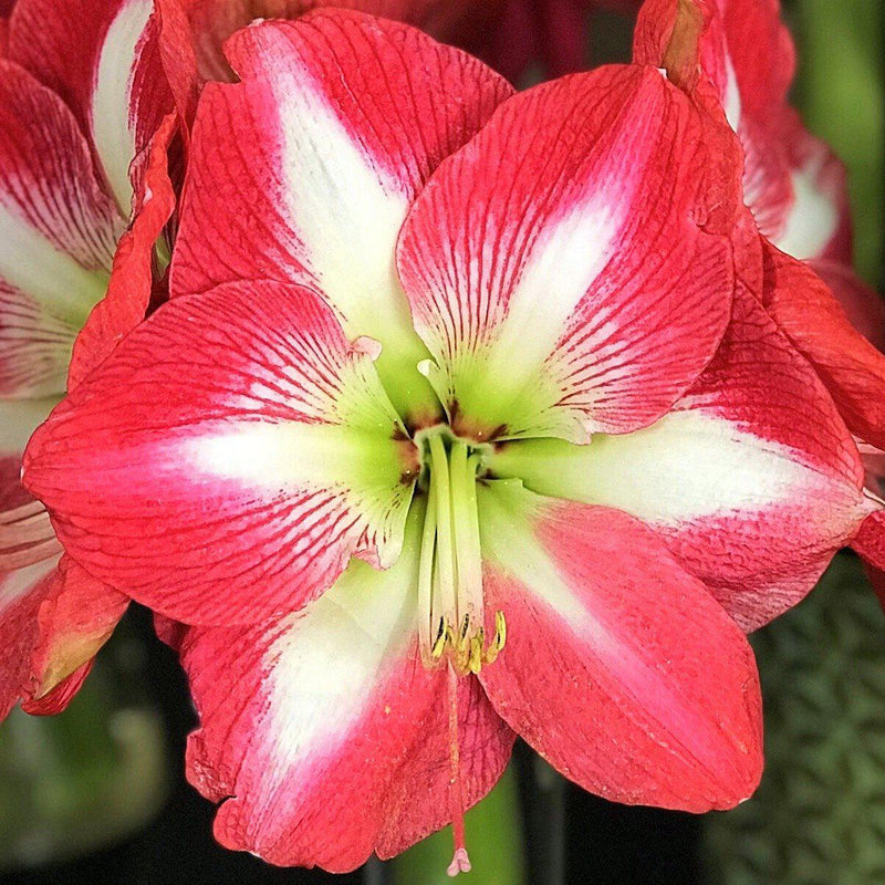 Amaryllis Monte Carlo