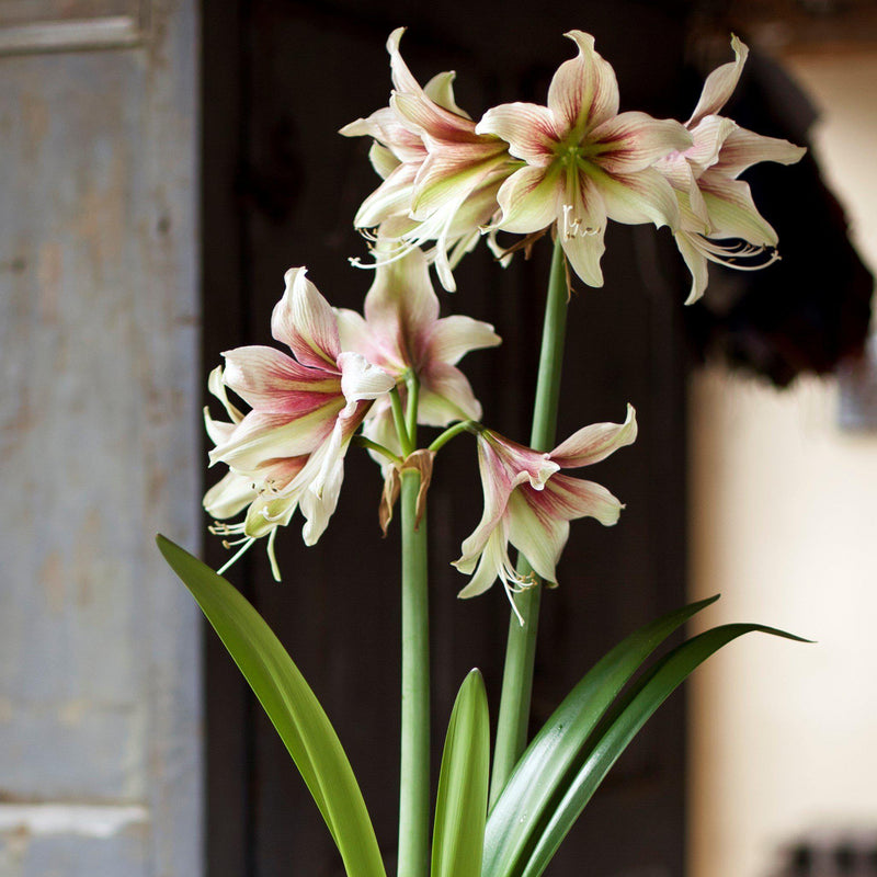 Amaryllis Moon Scene