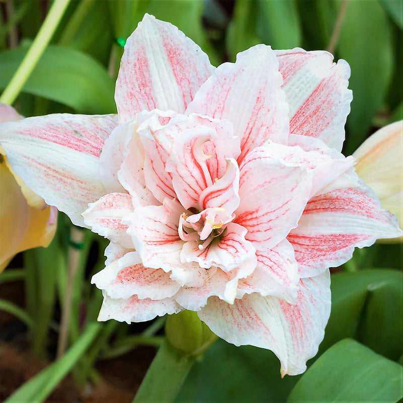 Amaryllis Nymph