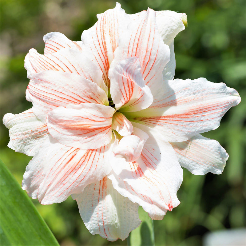 Amaryllis Nymph