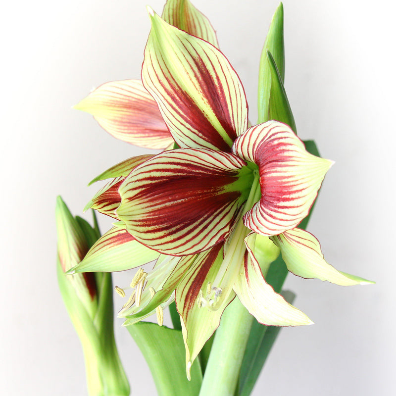 Amaryllis Papilio Butterfly