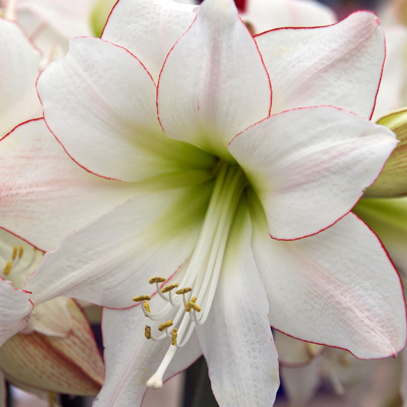 Amaryllis Picotee