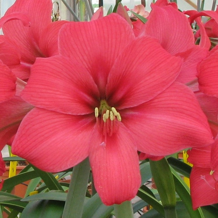 Amaryllis Pink Pizzazz