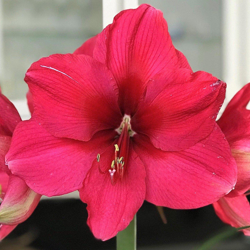 Amaryllis Pink Surprise