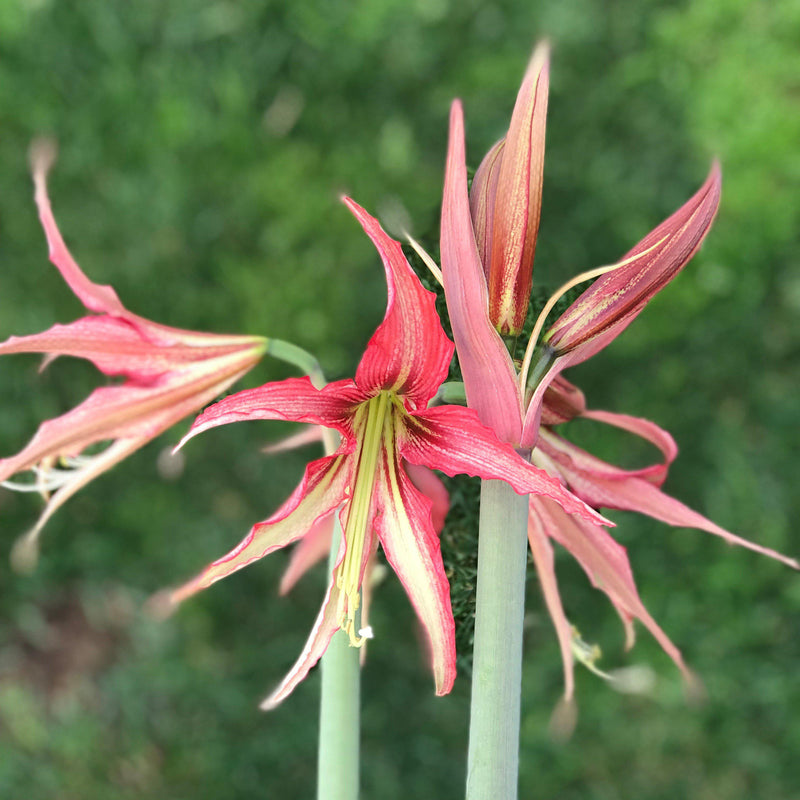 Amaryllis Quito