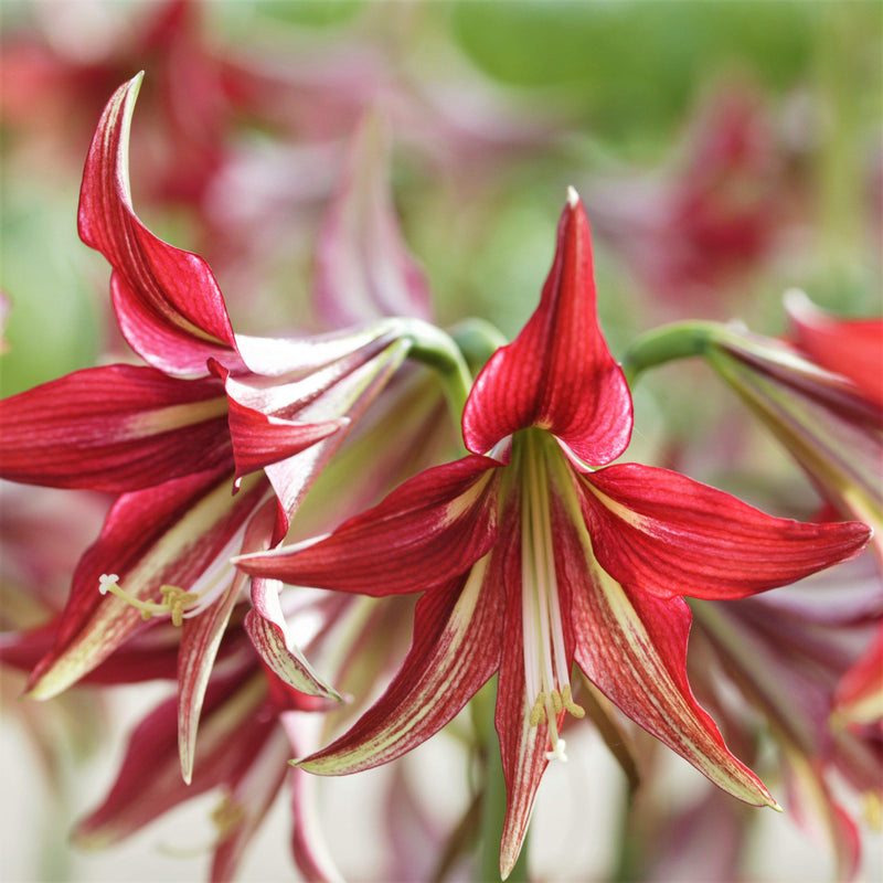 Amaryllis Quito