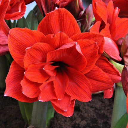 Amaryllis Red Peacock