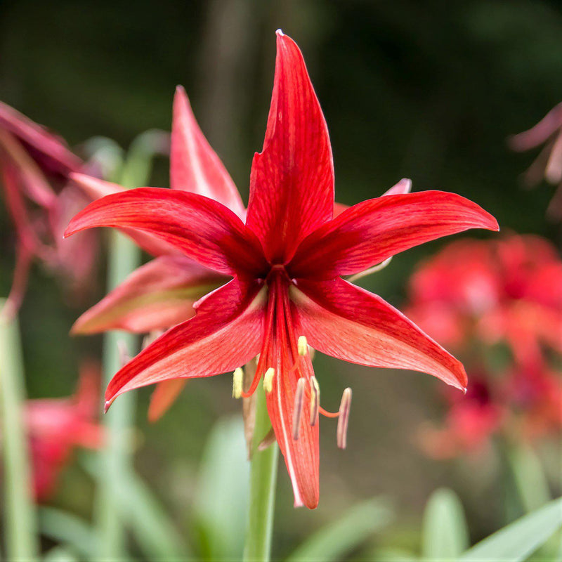 Amaryllis Rosado