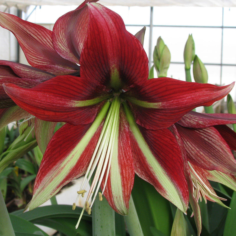 Amaryllis Ruby Star