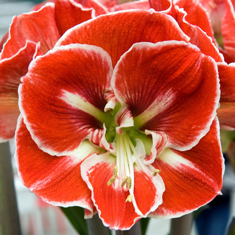 Amaryllis Samba