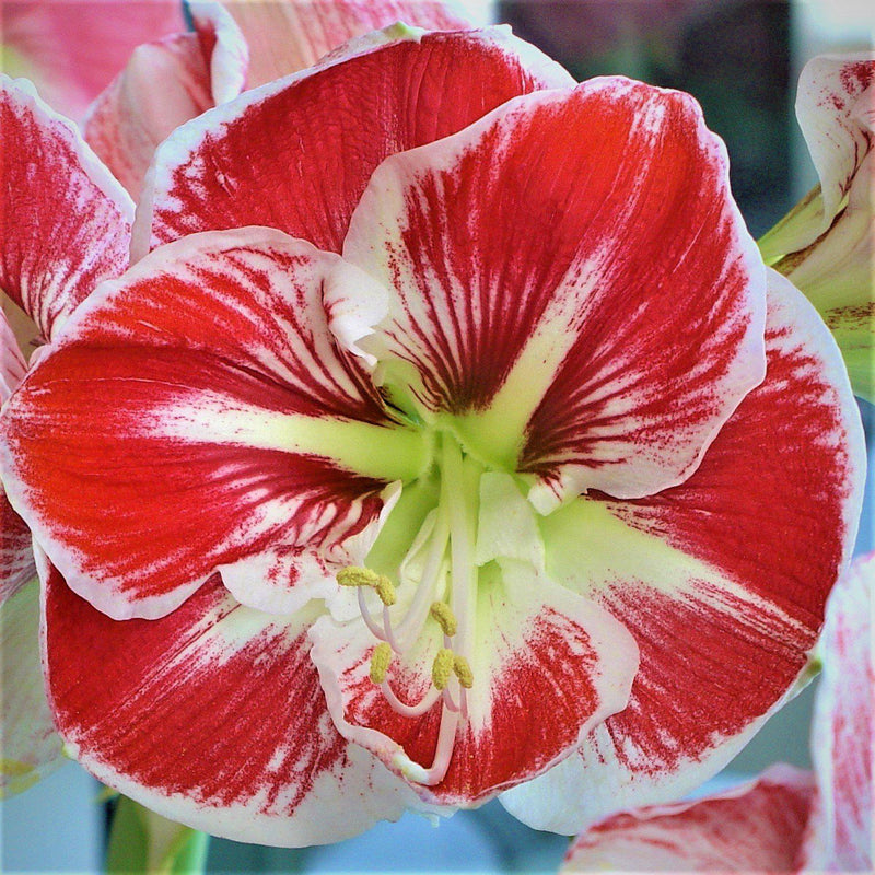 Amaryllis Samba