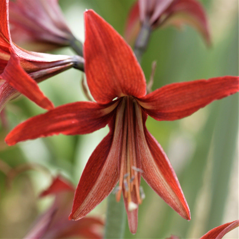 Amaryllis Sumatra