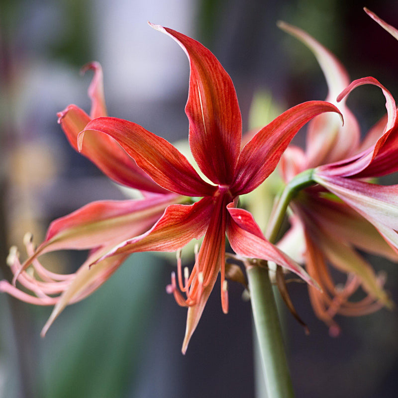 Amaryllis Sumatra