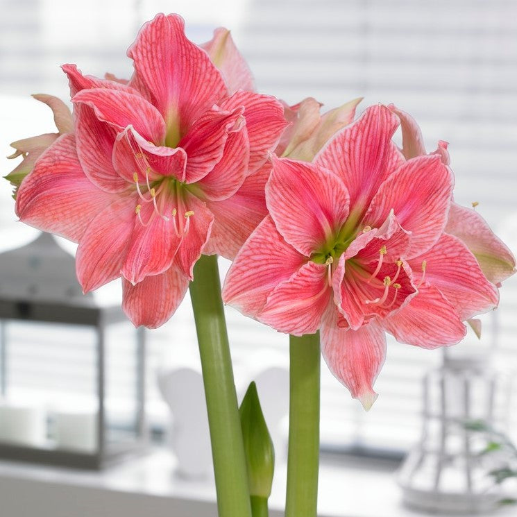 Amaryllis Sweet Nymph