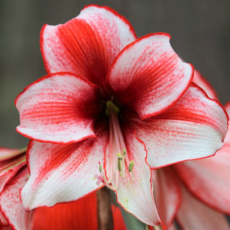 Amaryllis Temptation (5 Pack)