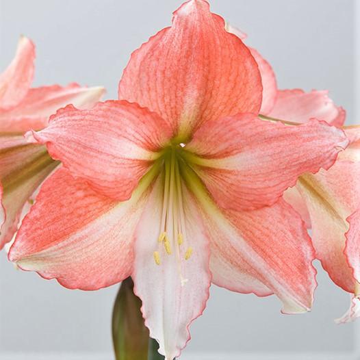 Amaryllis Tinkerbell