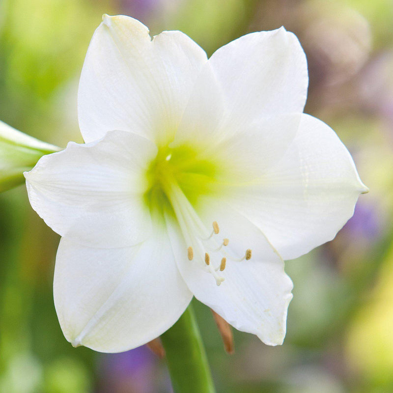 Amaryllis White Christmas