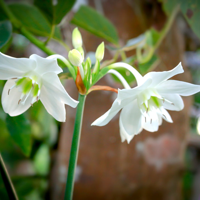 Amazon Lily (Eucharis)