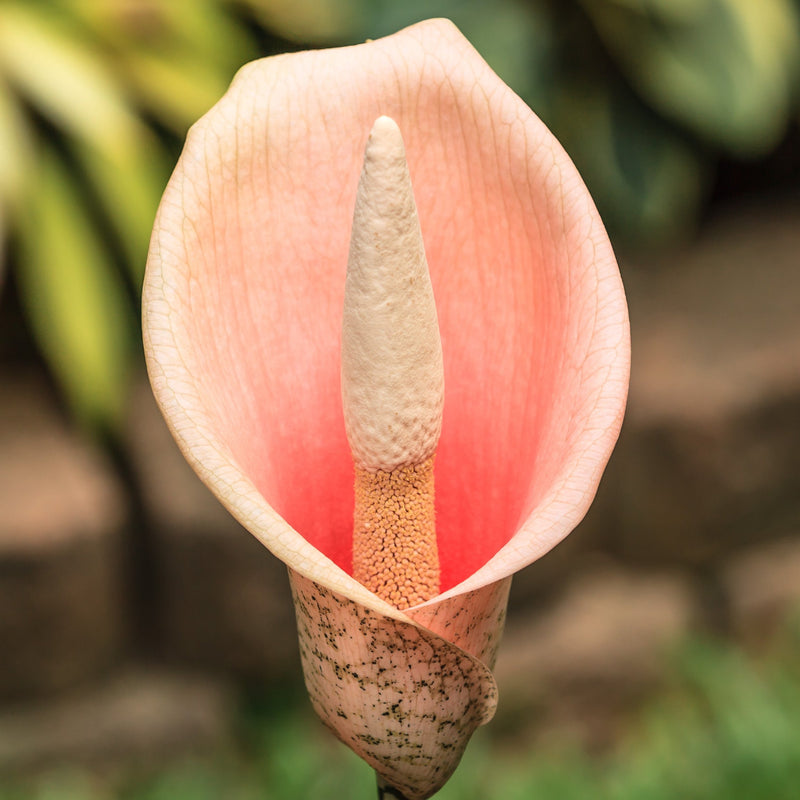 Voodoo Lily Bulbifer (Amorphophallus)