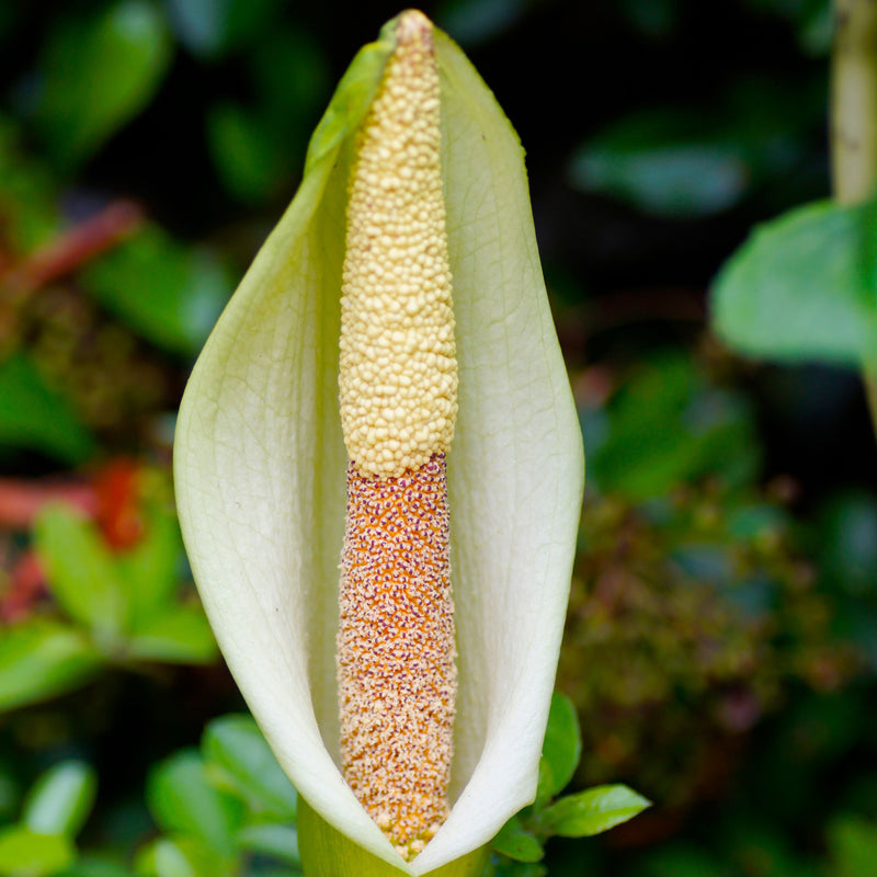 Voodoo Lily (Amorphophallus) Napalensis