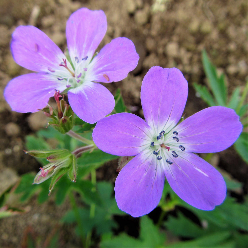 Geranium (Perennial) Amy Doncaster