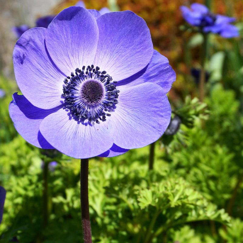 Italian Anemone Mistral Plus Blu