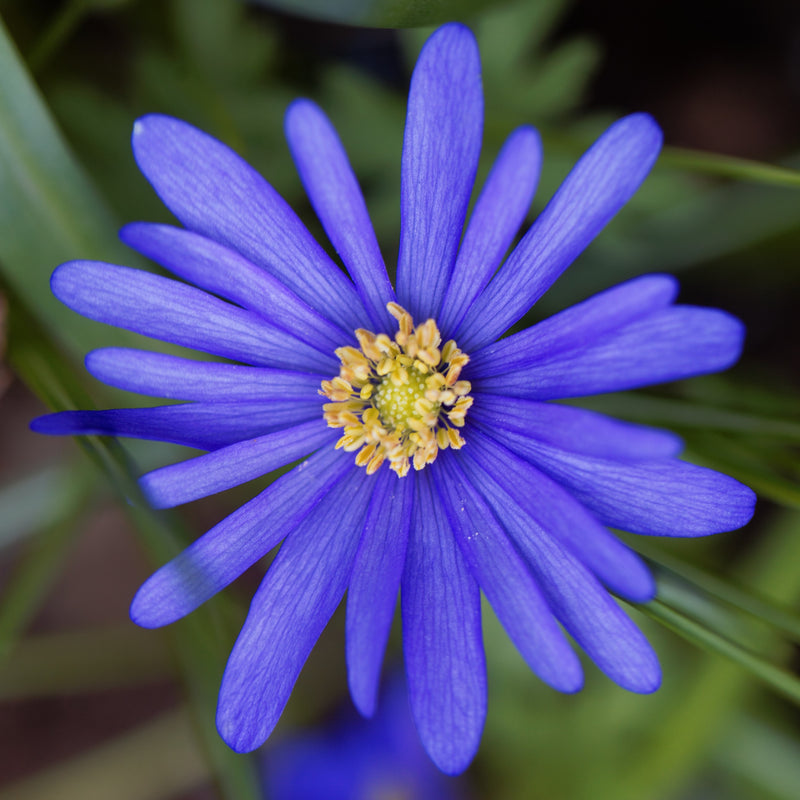 Stars & Stripes Blend - Anemone & Tulip