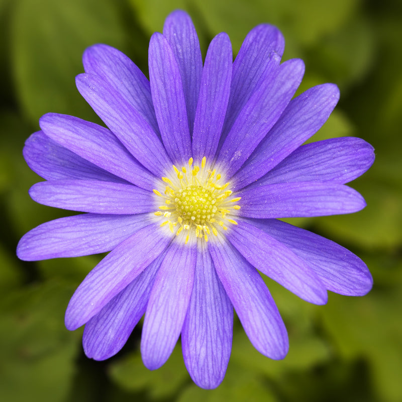 Anemone Blanda Blue Shades