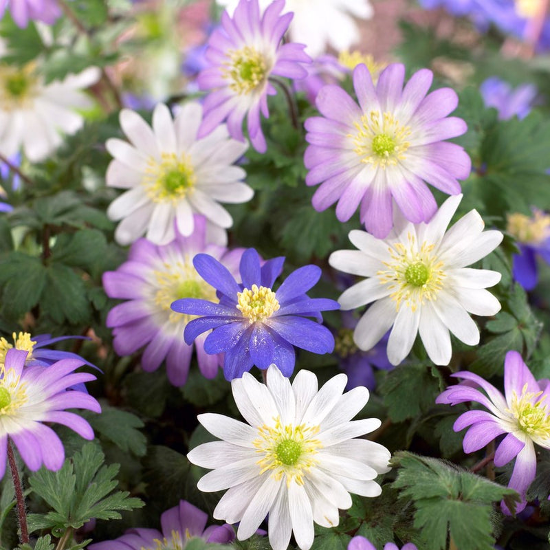 Anemone Blanda Flutter Mix