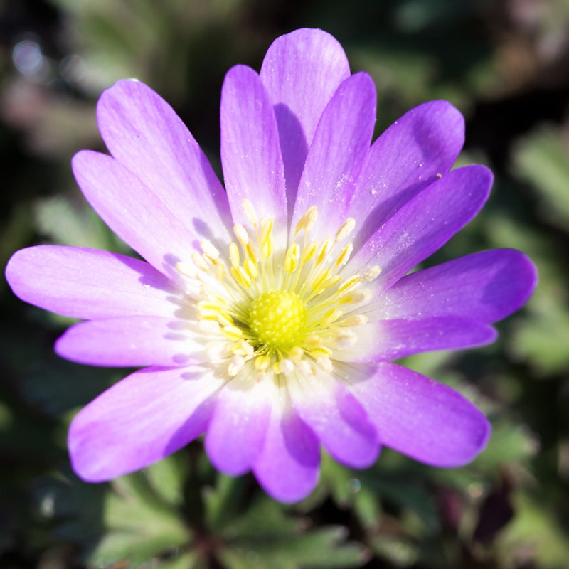 Anemone Blanda Pink Shades