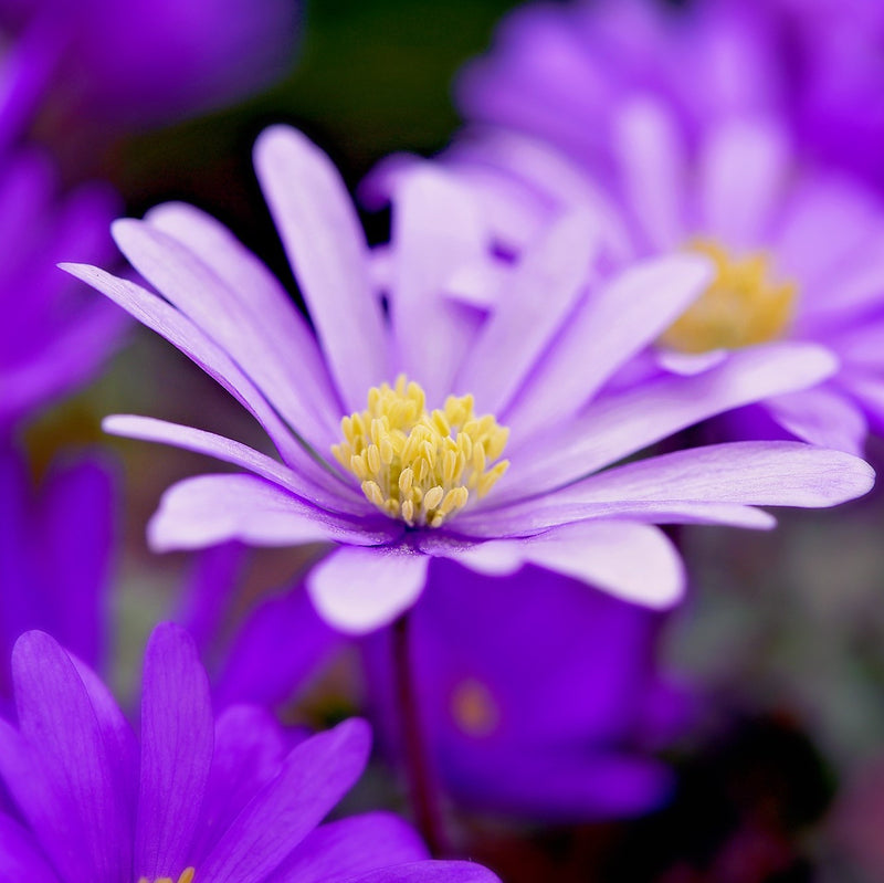 Anemone Blanda Pink Shades