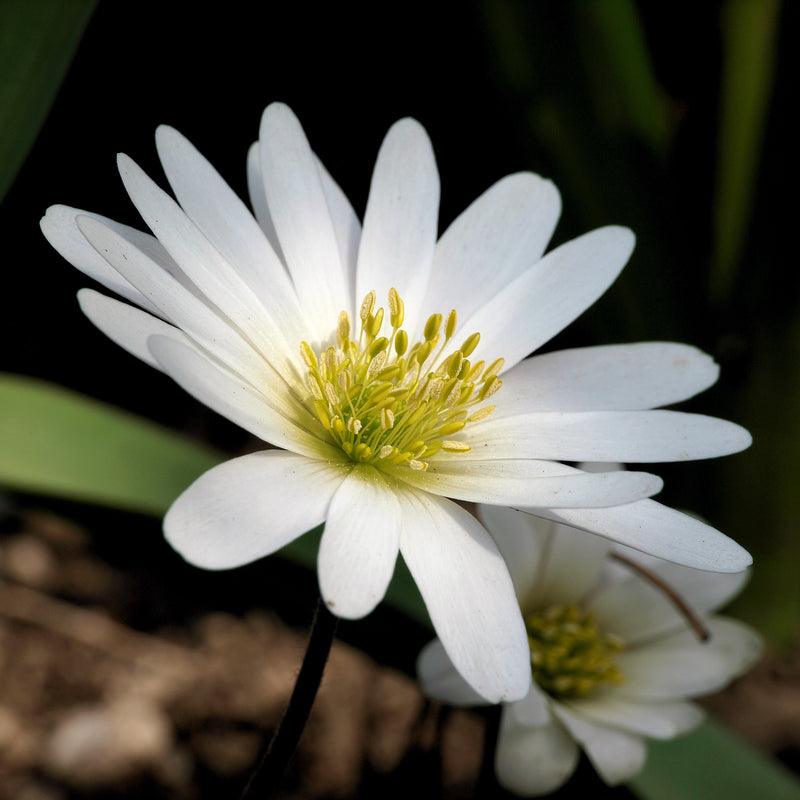 Anemone Blanda Sparkling White