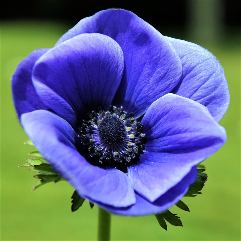 Anemone Blue Poppy