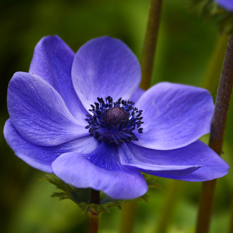 Anemone Blue Poppy