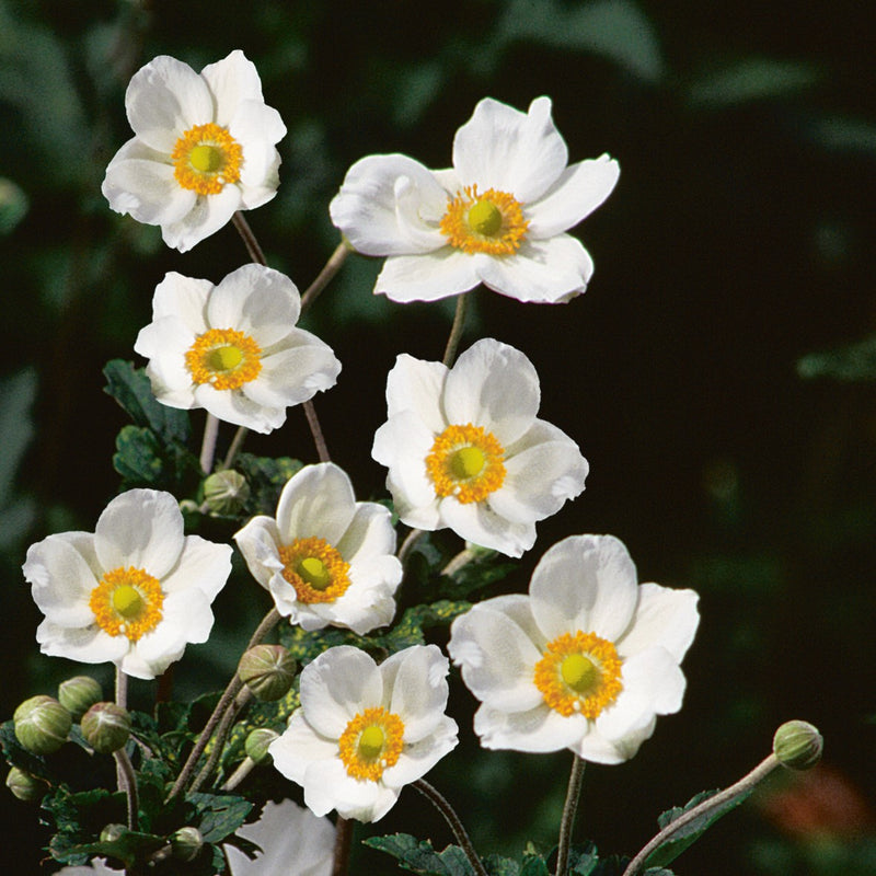 Anemone Honorine Jobert