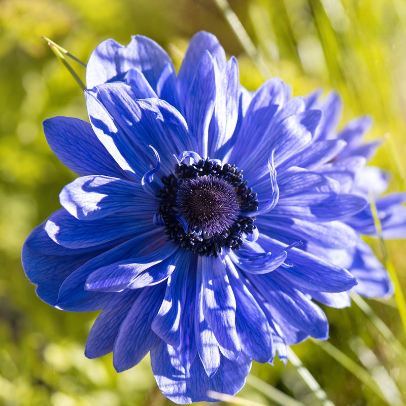 Anemone Lord Lieutenant