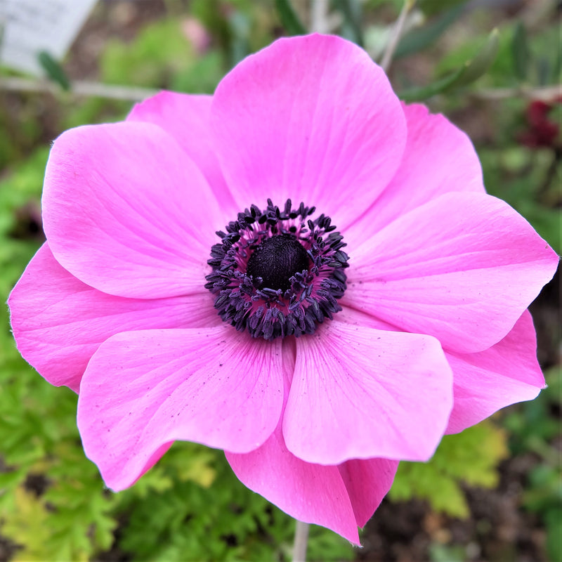 Anemone Rosea