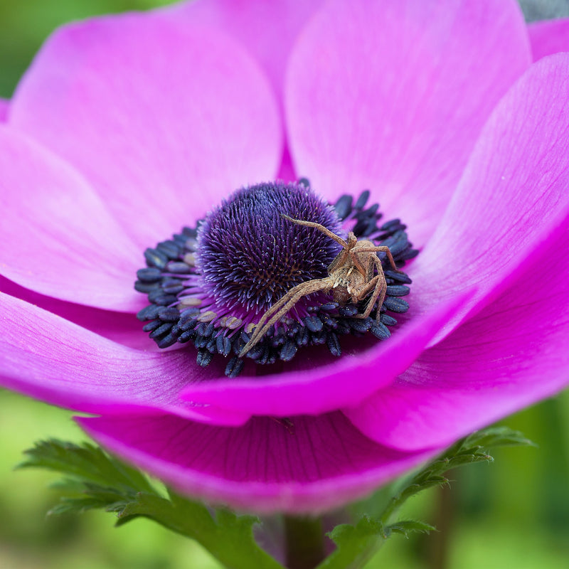 Anemone Rosea