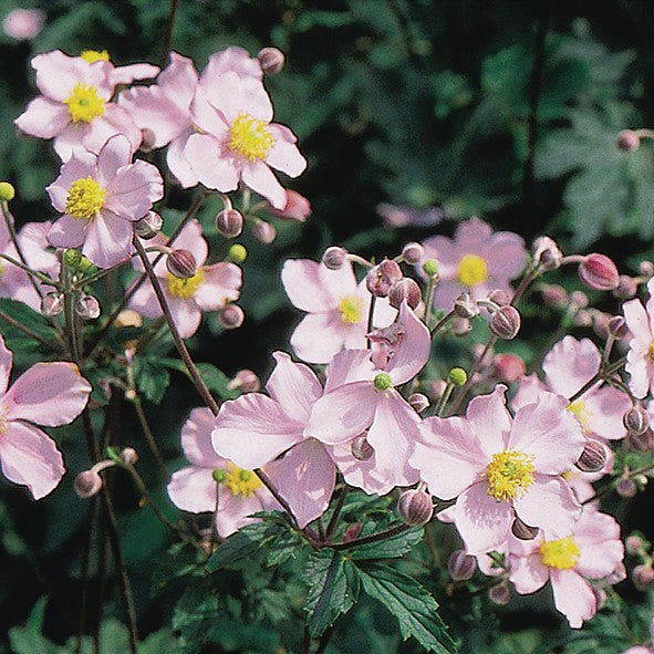 Anemone Tomentosa Robustissima