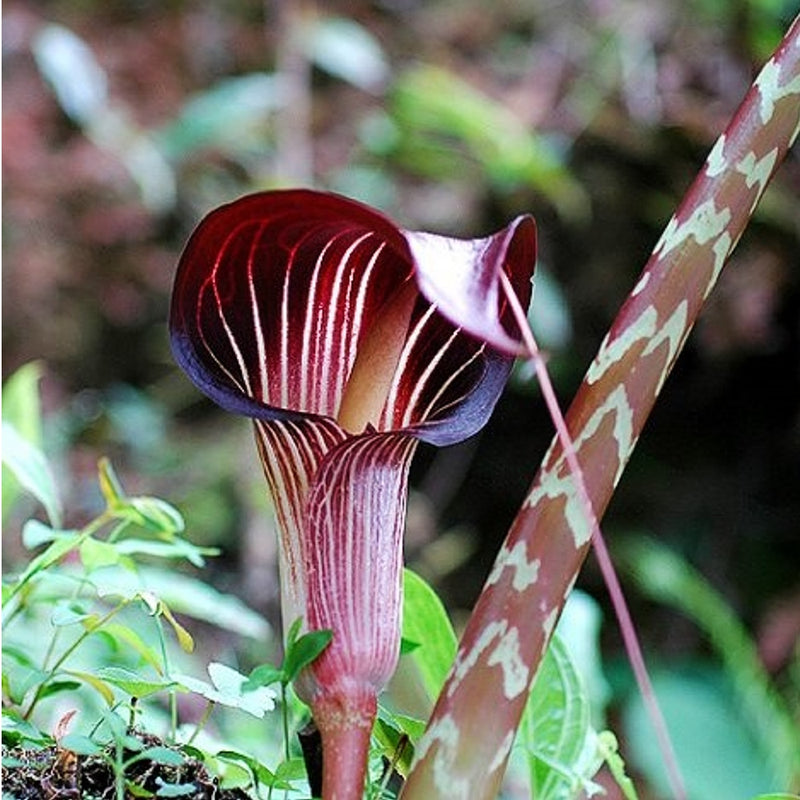 Arisaema speciosum var magnificum